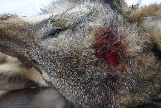 Figure 25. Wolf that perished in illegal culling (WCRO248) (photo: S.