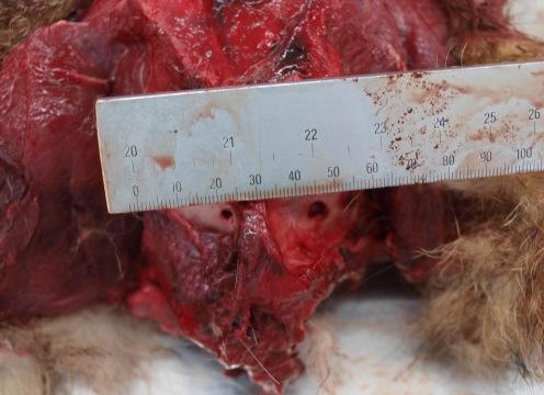 Wolf perished from illegal culling (WCRO251) (image taken at the