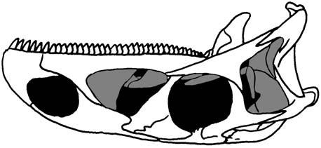 Note the ventral expansion of the premaxilla and maxilla of the titanosaurian embryo (shaded area), which enclose the pre in the adult stage.