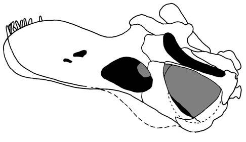 In the embryonic specimen MCF PVPH 272, the width of the skull is more than the half of its length, a similar proportion to that observed in the titanosaur from Rincón de los Sauces.