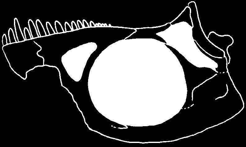 Some titanosaurians, such as Antarcto saurus wichmannianus (Huene 1929; Powell 1986) and the titanosaur from Rincón de los Sauces (Coria and Salgado 1999), have a mandible that is extremely