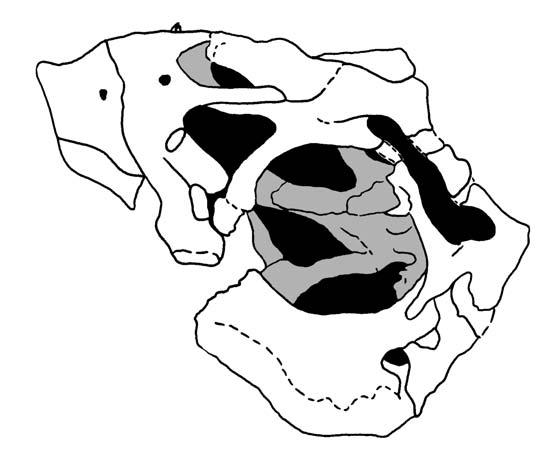 Identifying the correct homo logy between these es and the structures present in adult sauropod maxillae is difficult.