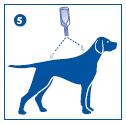 Place the tip of the pipette directly against the bared skin and squeeze gently several times to empty its contents. Repeat this procedure at one or two points along the pet s back.