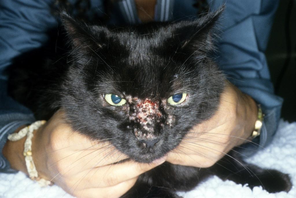 Feline Herpesvirus I After respiratory infection, virus dormant in trigeminal ganglion and rarely recrudesces due to stress, immunosuppression, etc.