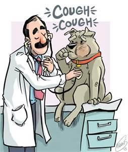 Kennel Cough Recently we have seen a few cases, even in vaccinated patients.