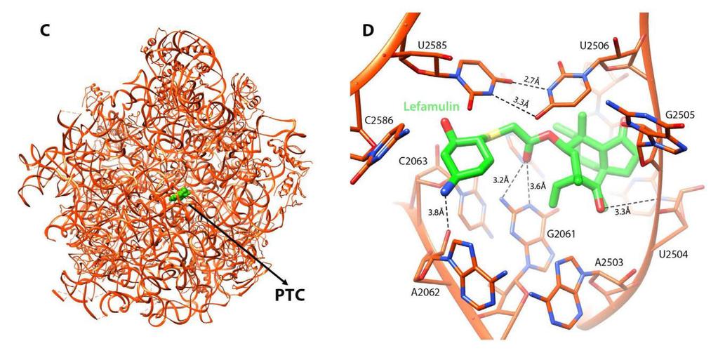 to bacterial ribosomes Unique binding site results in a lack of cross-resistance with other antibiotic