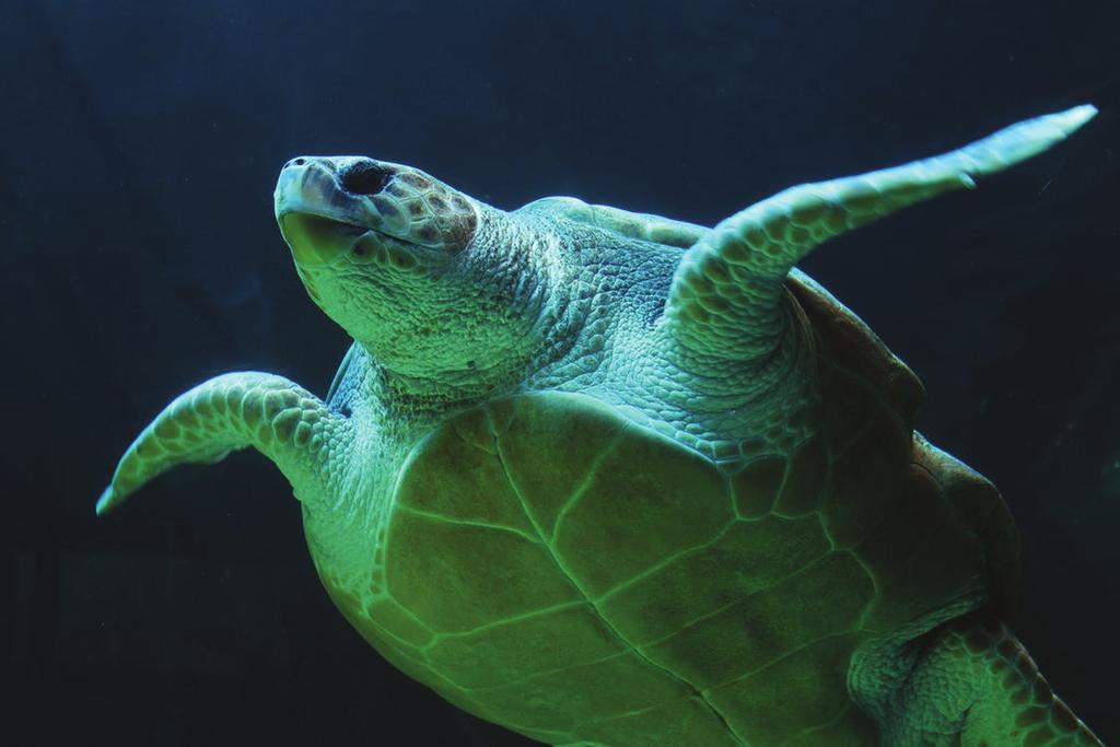 NAME DATE PERIOD 7.4: Protecting the Green Sea Turtle Green sea turtles live most of their lives in the ocean, but come ashore to lay their eggs.