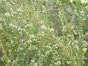 Forage Chicory Sericea Lespedeza 1) considered invasive plant 2) half the