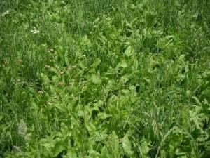 of forage produced 4) Allelotropic inhibits germination of other forages such