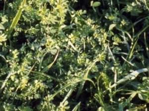 Sericea lespedeza have been shown to reduce fecal egg counts and/or larval