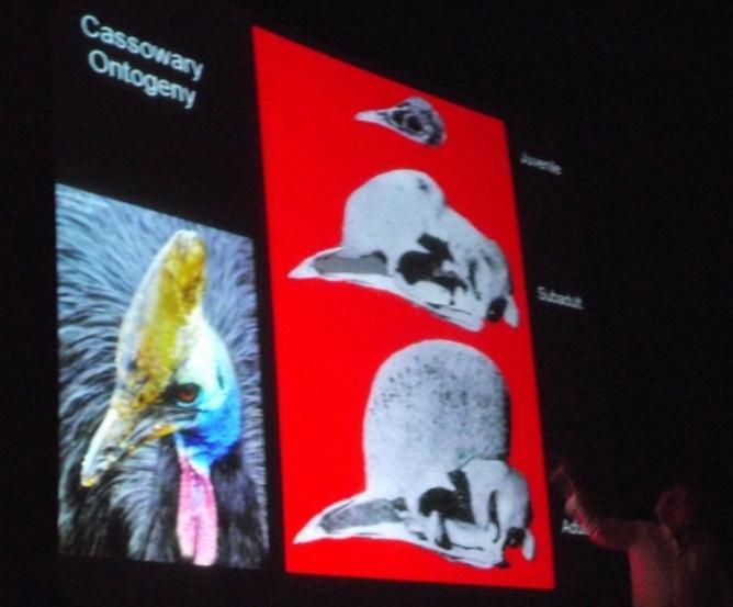 He used the modern day cassowary as an example. He showed what the difference is in the skull structure and bone structure in cross section of a juvenile, sub-adult, and an adult.