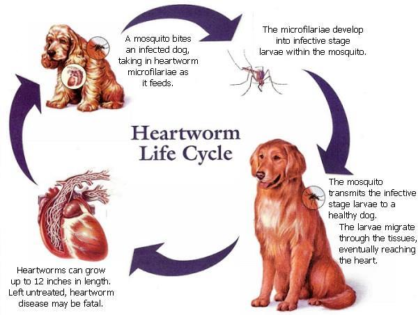 0. April is Heartworm Awareness Month. Heartworm disease is a serious and potentially fatal disease to dogs.