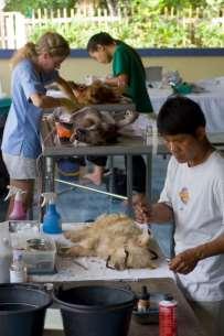 Thailand's first animal welfare bill - the dawning of a new era for the animals of Thailand.