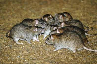 Rodent Control Training Guide This booklet is a one-stop guide to successful rat and mouse control for anyone supplying farmers with rodenticides.