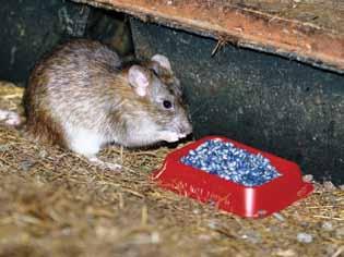 The Brown Rat - Rattus norvegicus Weight: 250-400g Eating habits: Omnivorous, 2-3g/meal, up to 10 feeds daily approx 30g/day Drinking habits: Requires 10-30g of water/day Life span: 1.