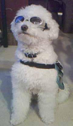 Adopting Our Bichon, Race We want to thank Bichon FurKids for your rescue organization and the website with pictures and bios that helped us, and others, to find just the right bichon :) And we