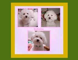 Now is the time to order a supply to give to the people on your holiday gift list who love Bichons, love