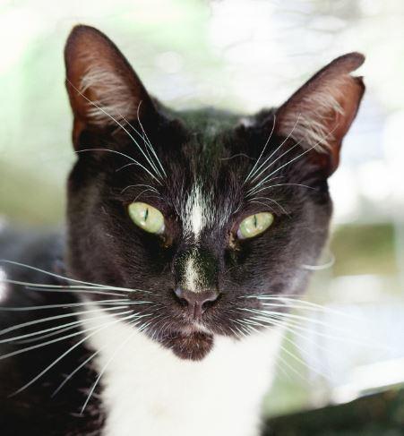 - meet our cats Mo came to KAWS as a kitten along with her mom and 3 siblings in 2009.