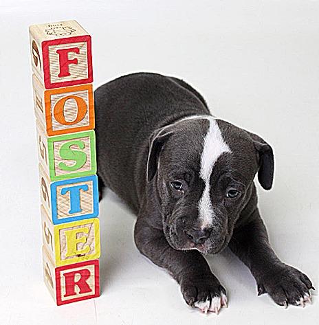 Becoming a foster parent - why fostering is so important Be a life saver!