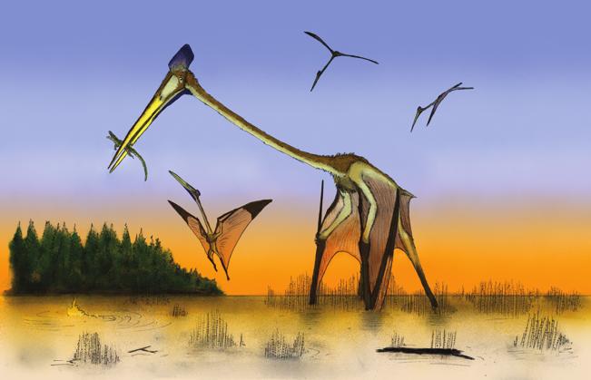 between stability and manoeuvrability. Although many of these characters make azhdarchids unique amongst pterosaurs, they do conform to some types of extant birds.