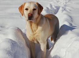 However, The Rose City Labrador Retriever Club makes no warranties, expressed or implied, as to the condition of any dogs being offered for sale, standards or practices of any breeder, the quality of