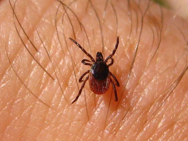 Nymph/adult ticks have 4 pairs of legs. (Remember insects have only 3 pairs of legs.