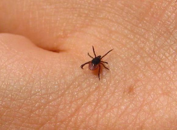 Outline History of Lyme disease Epidemiology Lyme disease Signs and symptoms Testing and diagnosis Treatment and