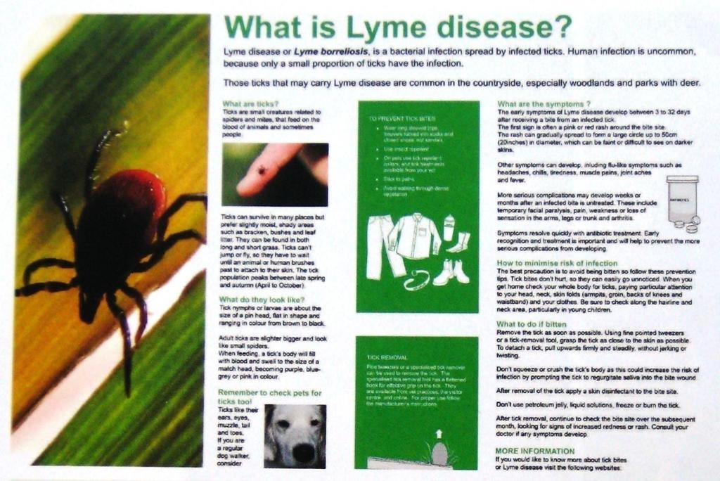 Example Lyme Disease