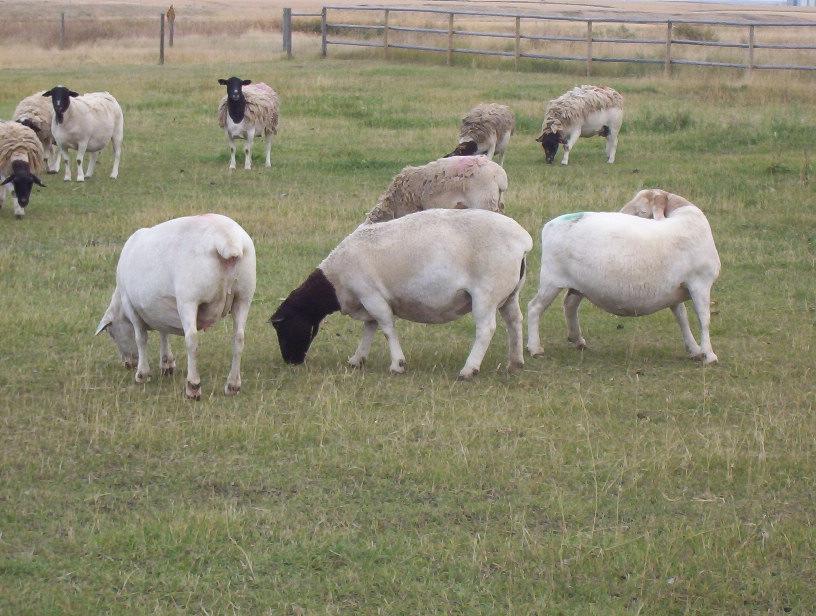 Picture 5.: Dorper and White Dorper sheep I. Eriksson Acknowledgements: Breeding and improving sheep corresponding to the market demands and climate conditions 2008-2010 REFERENCES 1. Kovács, A.