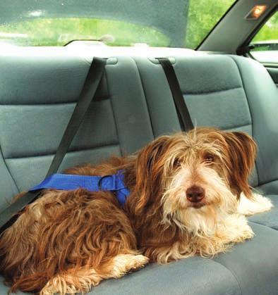 Index score/100 71 Environment Improve one thing today Make sure your dog is safely restrained every time you travel.