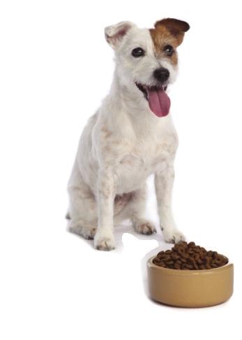 Treats should only be given for training purposes or on a very occasional basis, and on days when a treat is fed, the amount of food given in the dog s main meal should be reduced. Lifestage (i.e. whether puppy, junior, adult or senior) and packet guidelines as well as weight and body shape should be taken into account when choosing what and how much to feed a dog.