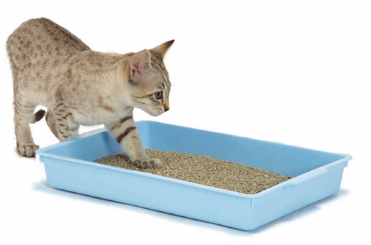 Index score/100 64 Environment Improve one thing today If you own more than one cat, make sure they have enough of the things they need, e.g. litter trays, food bowls, cat beds, scratching posts, hiding places.