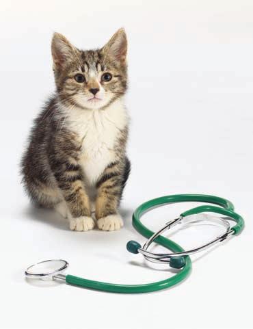Index score/100 64 Health Ideal scenario It is recommended that cats are neutered at a young age to prevent unwanted kittens and certain serious illnesses.