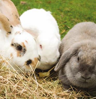Index score/100 55 Diet Ideal scenario Vets recommend the following diet for rabbits: 1.