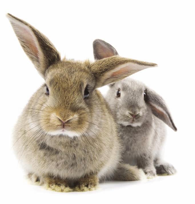 Index score/100 32 Companionship Ideal scenario Rabbits are highly social animals and need the company of other rabbits. The best combination is usually a neutered male with a neutered female.
