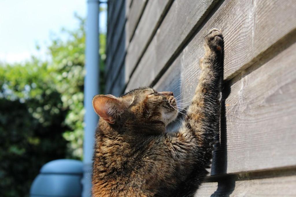 WAYS TO CURB CAT SCRATCHING Why does your cat love to scratch things? Cats have an instinct to sharpen their claws regularly, leading to some scratching.