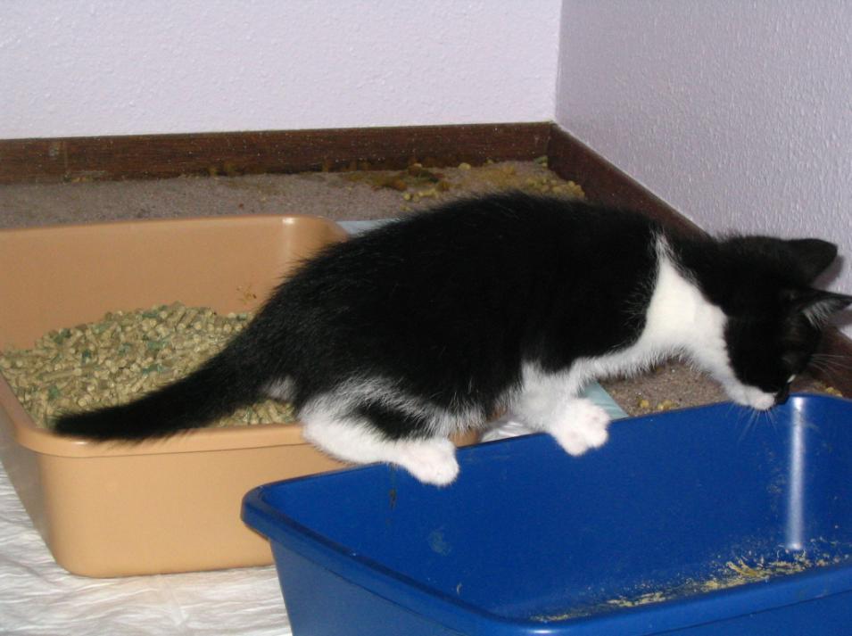 CATS AND LITTER BOXES If you have a cat, you will need at least one litter box in your house.