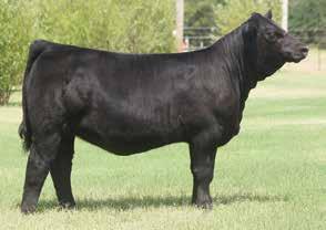 Stemming from the JM Miss Olivia L36 cow family her pedigree has added endless amounts of quality to the breed. 1 EBC Union Susan C643 3/4 Blood 3108593 10/28/15 C643 Consignor... Jordan Eggersman, 812.