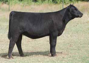 We leased the Gonsoir Federal bull and have been etremely pleased with the results. Blackbird is one his daughters that offers that show ring look and eye appeal that is over the top.