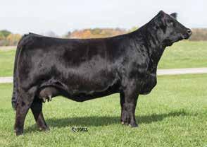 In our program at Clearwater she just keeps clicking producing females that command top dollars. Bill Sloup and Fenton Farms purchased a Step Up and Steel Force for $24,000 and $15,000.