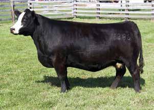 Our partners Trennephol Farms sold several females for top prices with the highlights being the bulls Jack Around and Jacked Up that sold for $70,000.