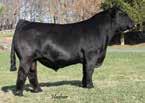 Please call or inquiry about any details and this elite cow family. The recipient cow is FOB Milan, Indiana. HF Serena W/C Loaded Up Consignor... Clear Water Simmentals, 812.498.