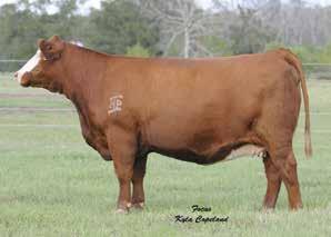 Couch, who was honored with the American Simmental Association s prestigious Golden Book Award this past January, has had a lifetime affinity for showing and fitting of high-quality beef cattle.