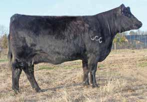 In the many of the sale last fall the Innocent Man calves were quite impressive and topped many sales across the country.