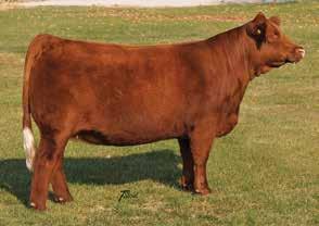 The KenCo donor, Triple C Diamonds is special Shear Force out Hollywood Queen. This cow can produce and has many progeny coming to the top in the KenCo herd.