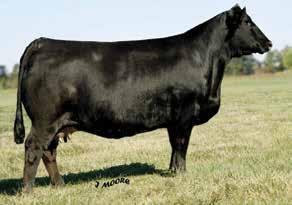 7 19 DMN Daisy Mae RGRS SRG Two Step RGRS SRG Two Step 20Z ET ASA# 2655756 DMN Daisy Mae ASA# 22295057 The Daisy Mae donor continues her winning ways thru her progeny like any great cow, producing