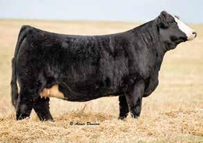 2777253 It is hard to fault the donor Zeis donor, Miss BF Basic Look 457W. She is just as impressive as her picture. She has a great Angus pedigree of Basic Instinct, New Look and Emblazon.