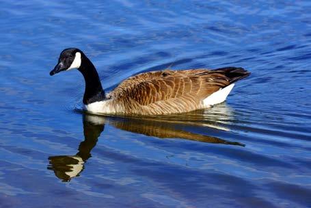 Geese can live almost anywhere. They like fields, parks and grassy areas near water. Geese fly in a V formation.