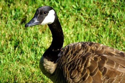 Fun Goose Facts Geese weight: 20-25 pounds. Life span: 25 years. The goose eats mainly grains, snails, frogs and small animals.