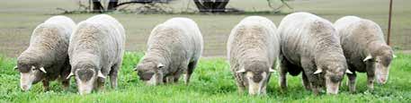 Our rams go the distance OUR AIM Provide genetics to Commercial and Stud Dohne Sheep Breeders with excellent quality performing rams to maximise their $$$profit$$$.